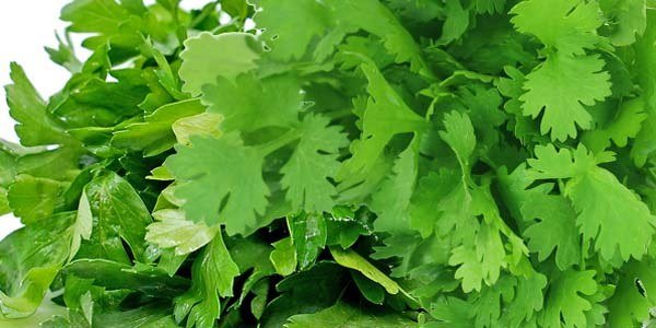Coriander and Continental Parsley